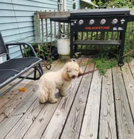 ATREYU, a male Miniature Bernedoodle for sale in Nashville, MI – 4 of 8
