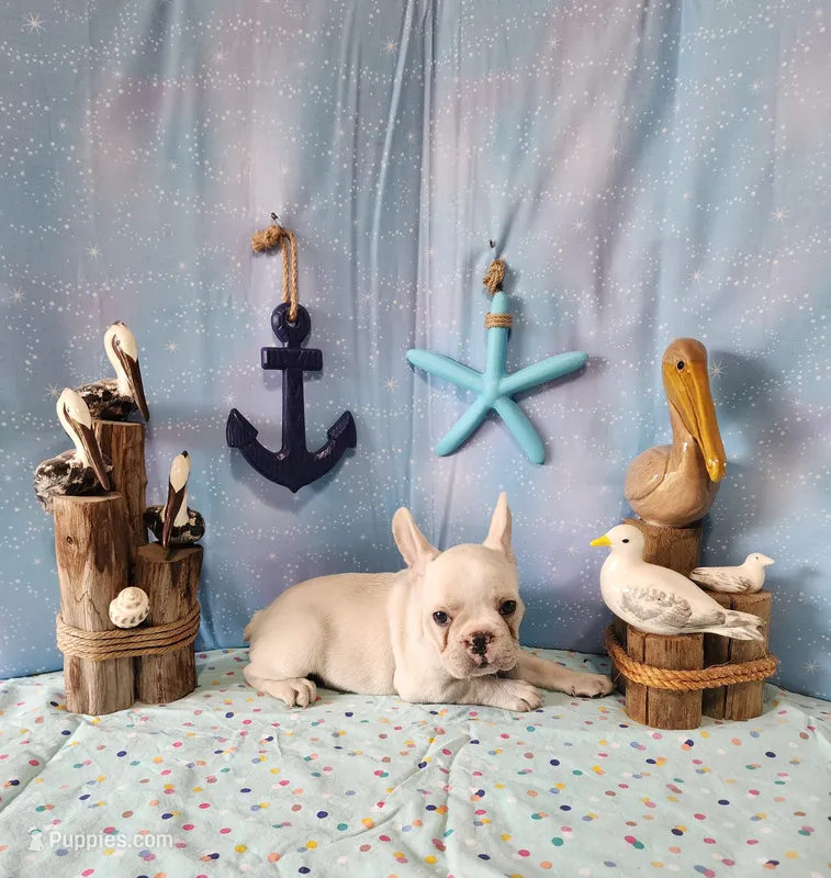 BUTTON – French Bulldog puppy for sale in Nashville, MI