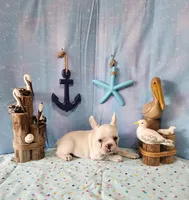 BUTTON, a female French Bulldog for sale in Nashville, MI – 2 of 4