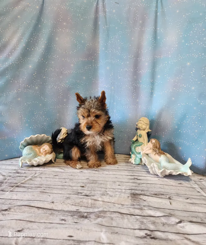 SAM – Yorkshire Terrier puppy for sale in Nashville, MI