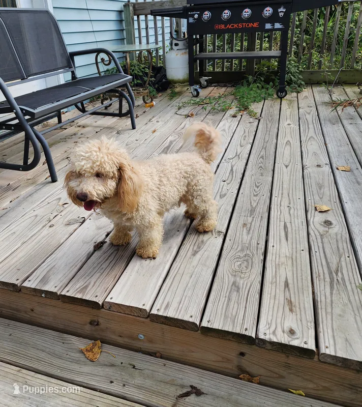 ATREYU – Miniature Bernedoodle puppy for sale in Nashville, MI