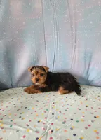 SAM, a male Yorkshire Terrier for sale in Nashville, MI – 4 of 6
