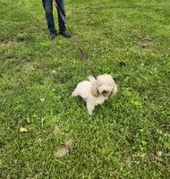 ATREYU, a male Miniature Bernedoodle for sale in Nashville, MI – 8 of 8