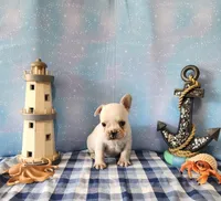 LIONS MANE, a male French Bulldog for sale in Nashville, MI – 2 of 4