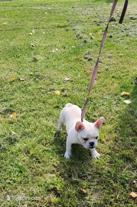 BUTTON – French Bulldog puppy for sale in Nashville, MI