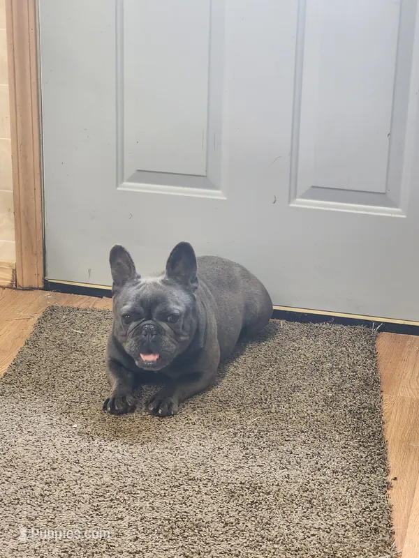 INDIGO – French Bulldog puppy for sale in Nashville, MI