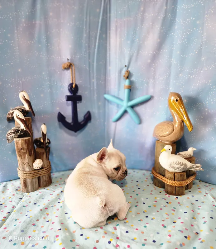 LIONS MANE – French Bulldog puppy for sale in Nashville, MI