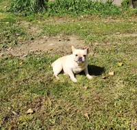 DRAGOON, a male French Bulldog for sale in Nashville, MI – 2 of 8