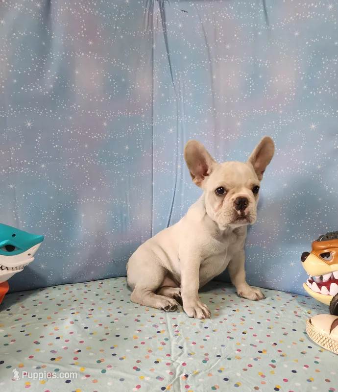 BUTTON – French Bulldog puppy for sale in Nashville, MI