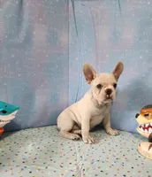 BUTTON, a female French Bulldog for sale in Nashville, MI – 4 of 10