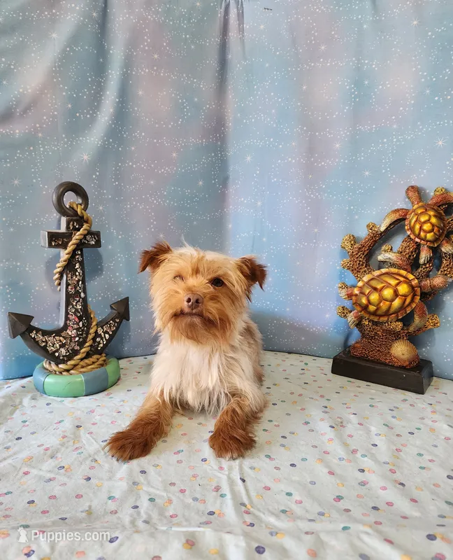 TREASURE – Yorkshire Terrier puppy for sale in Nashville, MI