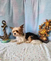 SAMONA, a female Yorkshire Terrier for sale in Nashville, MI – 4 of 4