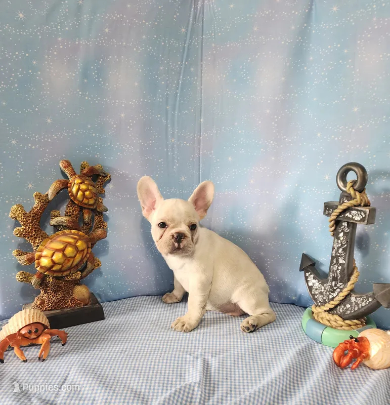 BUTTON – French Bulldog puppy for sale in Nashville, MI