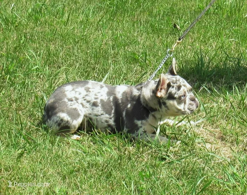 SHADES – French Bulldog puppy for sale in Nashville, MI