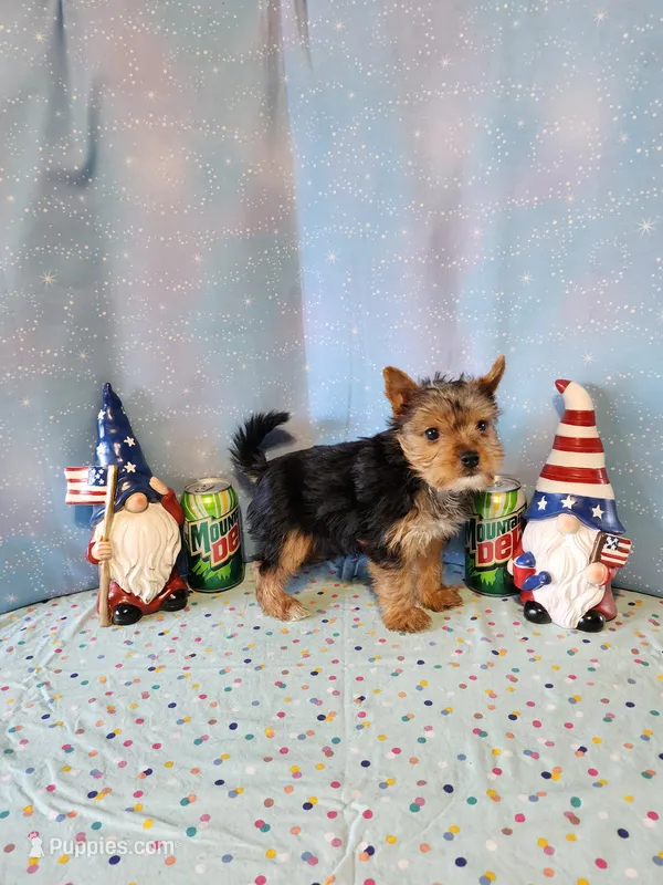 SAM – Yorkshire Terrier puppy for sale in Nashville, MI