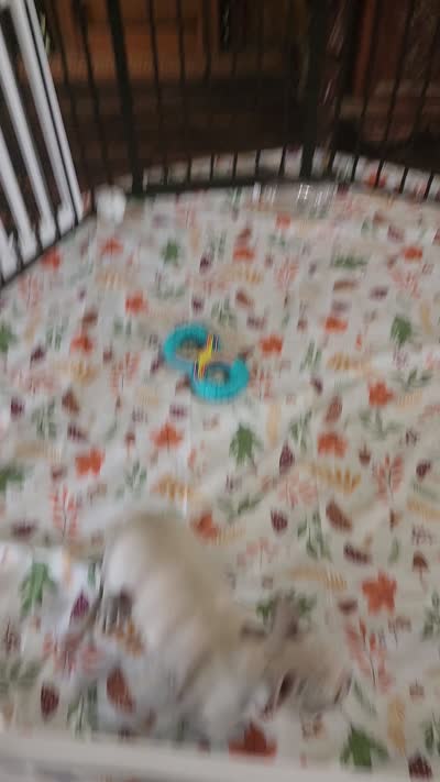 BUTTON, a female French Bulldog for sale in Nashville, MI – 10 of 10