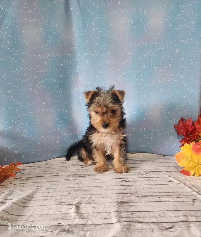 SAM – Yorkshire Terrier puppy for sale in Nashville, MI
