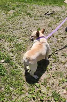 RIMFIRM, a male French Bulldog for sale in Nashville, MI – 4 of 6