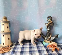 LIONS MANE, a male French Bulldog for sale in Nashville, MI – 3 of 4