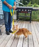 MAPLE SUGAR, a female Shetland Sheepdog for sale in Nashville, MI – 2 of 6