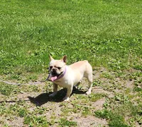RIMFIRM, a male French Bulldog for sale in Nashville, MI – 3 of 6