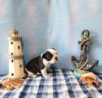 MOREL, a male French Bulldog for sale in Nashville, MI – 2 of 4