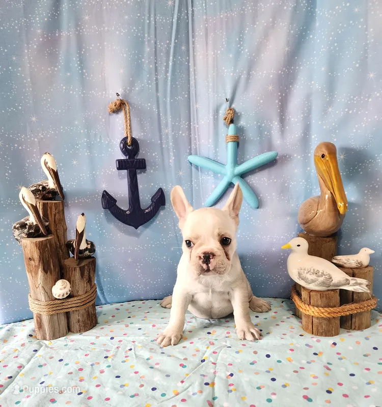 BUTTON – French Bulldog puppy for sale in Nashville, MI