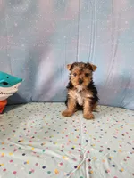 SAM, a male Yorkshire Terrier for sale in Nashville, MI – 2 of 6