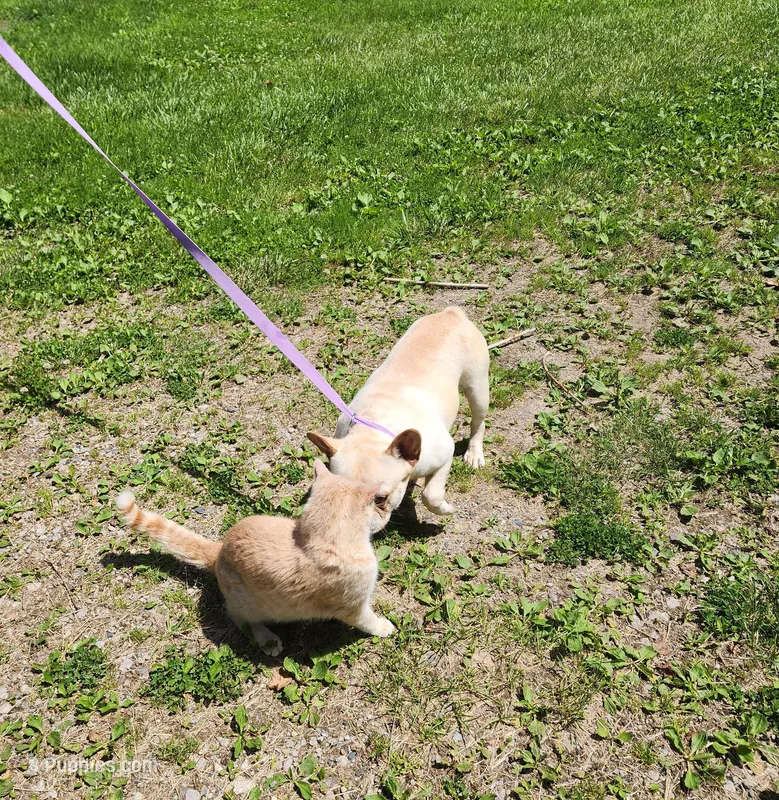 RIMFIRM – French Bulldog puppy for sale in Nashville, MI