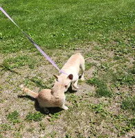 RIMFIRM, a male French Bulldog for sale in Nashville, MI – 5 of 6