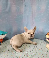 BUTTON, a female French Bulldog for sale in Nashville, MI – 7 of 10