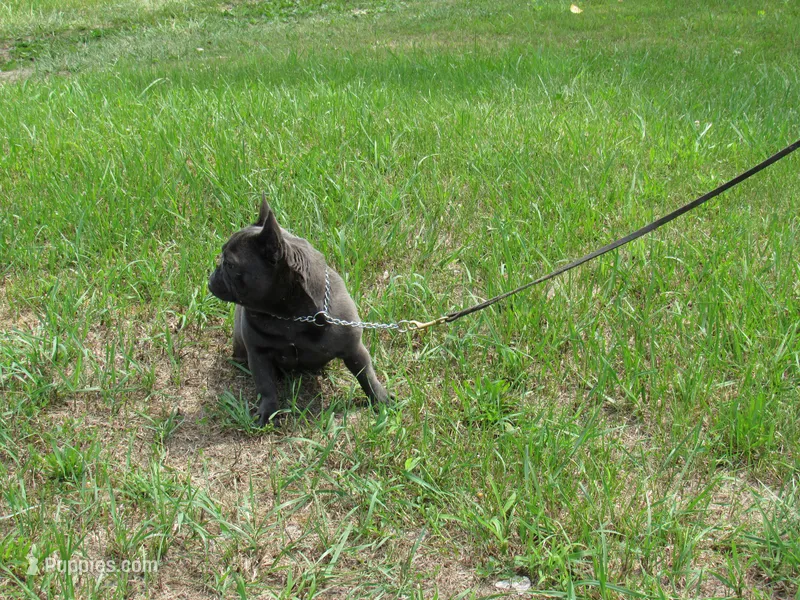 INDIGO – French Bulldog puppy for sale in Nashville, MI