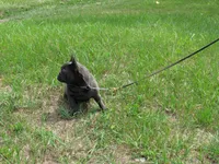 INDIGO, a female French Bulldog for sale in Nashville, MI – 4 of 5