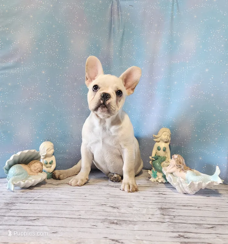 BUTTON – French Bulldog puppy for sale in Nashville, MI