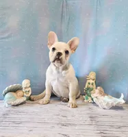 BUTTON, a female French Bulldog for sale in Nashville, MI – 1 of 5
