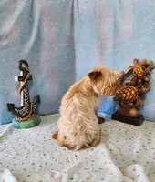 TREASURE, a male Yorkshire Terrier for sale in Nashville, MI – 4 of 4