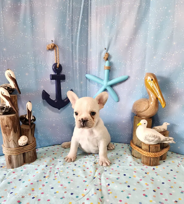 LIONS MANE – French Bulldog puppy for sale in Nashville, MI