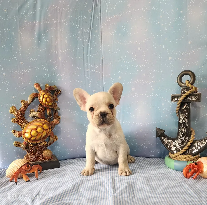LIONS MANE – French Bulldog puppy for sale in Nashville, MI