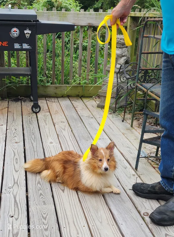MAPLE SUGAR – Shetland Sheepdog puppy for sale in Nashville, MI