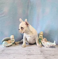 BUTTON, a female French Bulldog for sale in Nashville, MI – 2 of 5
