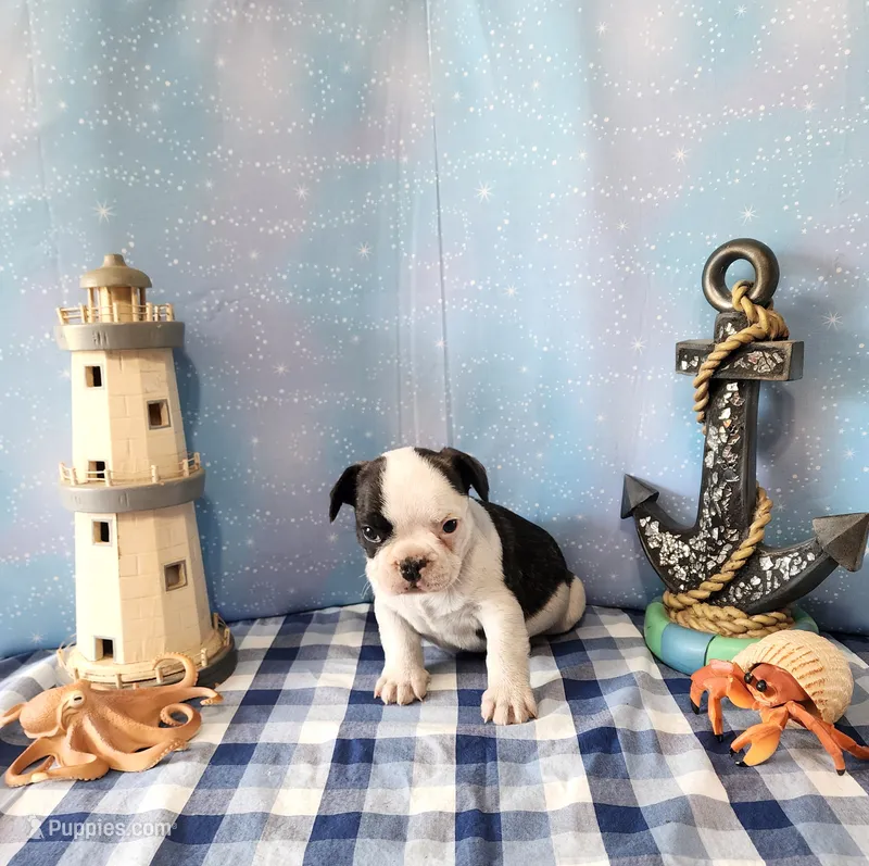 MOREL – French Bulldog puppy for sale in Nashville, MI