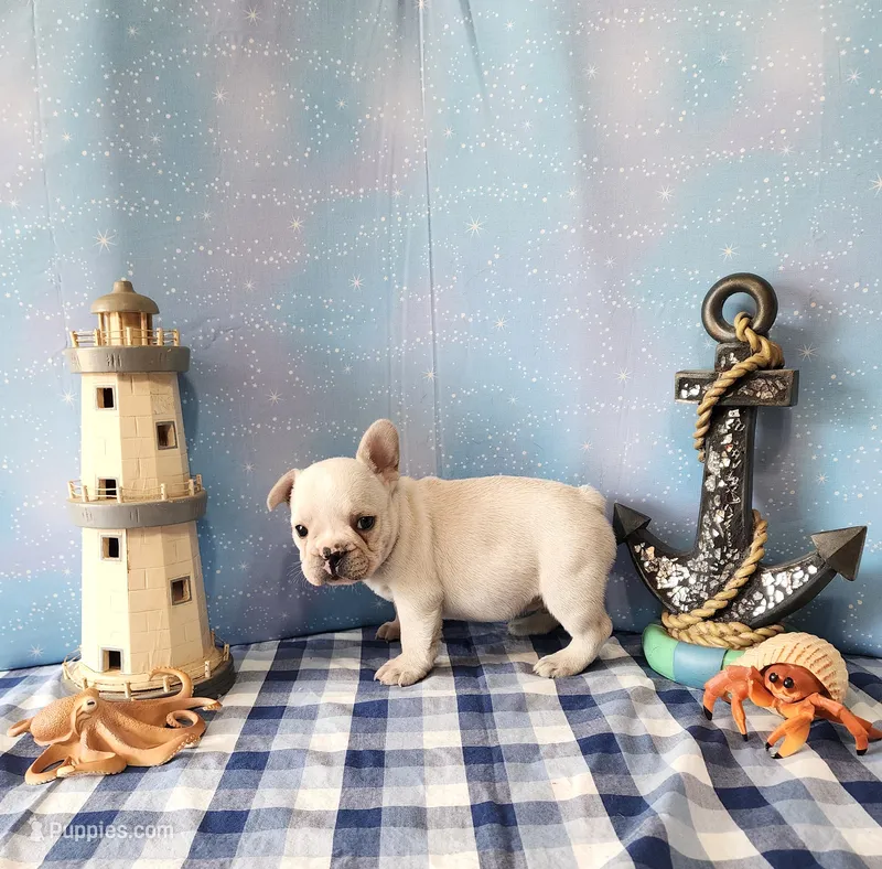 LIONS MANE – French Bulldog puppy for sale in Nashville, MI