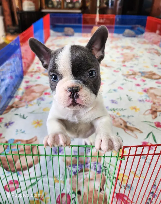 WAR PAINT – French Bulldog puppy for sale in Nashville, MI