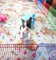 WAR PAINT, a male French Bulldog for sale in Nashville, MI – Photo 6 of 8