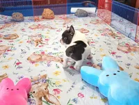 WAR PAINT, a male French Bulldog for sale in Nashville, MI – Photo 2 of 8