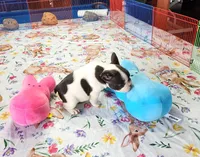 WAR PAINT, a male French Bulldog for sale in Nashville, MI – Photo 7 of 8