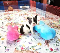 WAR PAINT, a male French Bulldog for sale in Nashville, MI – Photo 1 of 8