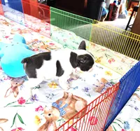 WAR PAINT, a male French Bulldog for sale in Nashville, MI – Photo 4 of 8