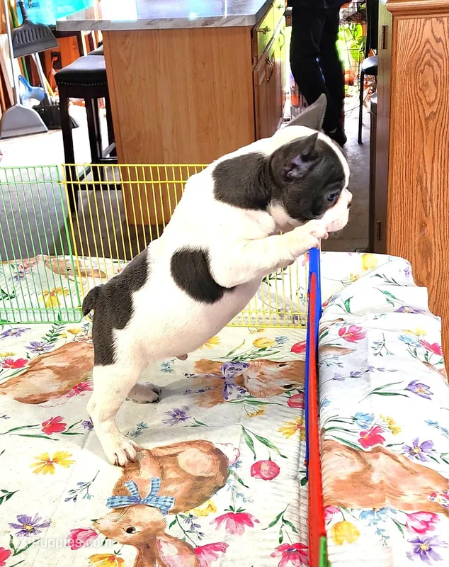 WAR PAINT – French Bulldog puppy for sale in Nashville, MI