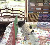 WAR PAINT, a male French Bulldog for sale in Nashville, MI – Photo 3 of 8